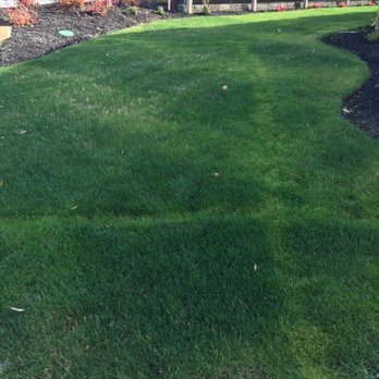Sprinklers And Backflows - Here is the front yard 2 months after installation. - Irrigation Near Me Sprinklers And Backflows - Here is the front yard 2 months after installation. - Irrigation Near Me