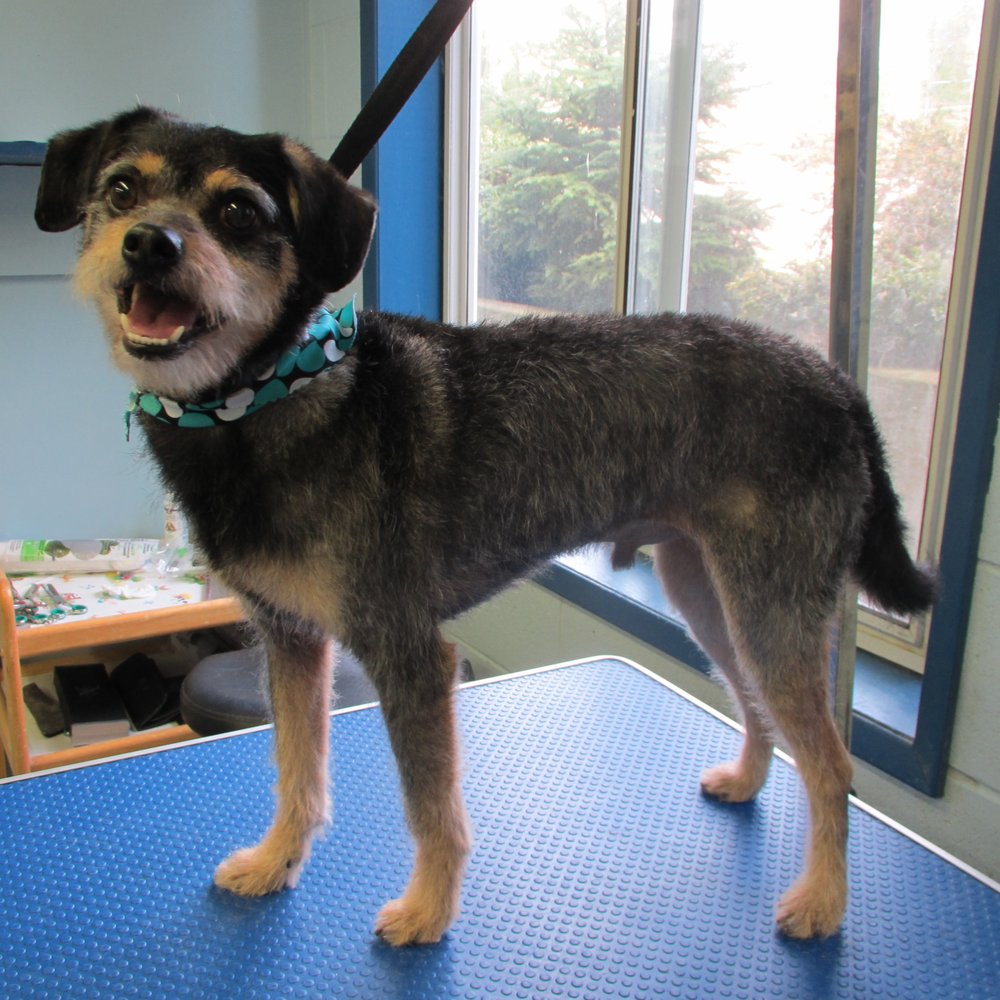 DIVINE CANINE GROOMING SALON Updated September 2024 6285 Dover Road