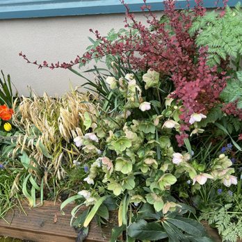 Cafe Flora - Vegetarian Near Me - Seattle, Washington