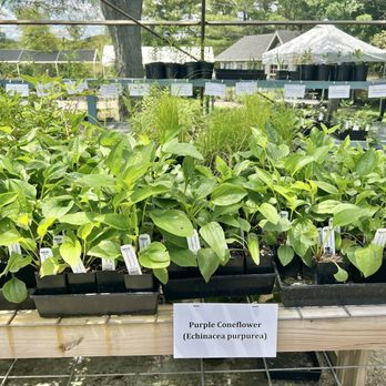 Geist Nursery - Coneflower - Nurseries & Gardening Near Me - Fishers, Indiana