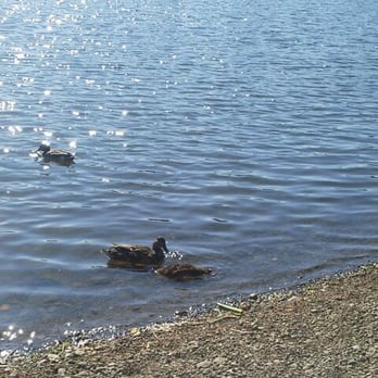 Fort Steilacoom Park - Ducks at the lake - Dog Parks Near Me - Lakewood, Washington Fort Steilacoom Park - Ducks at the lake - Dog Parks Near Me - Lakewood, Washington