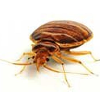 Harbor Pest Solutions - Pest Control Near Me - Lynnwood, Washington Harbor Pest Solutions - Pest Control Near Me - Lynnwood, Washington