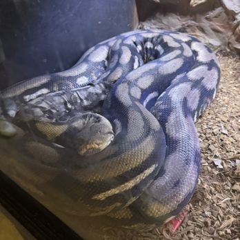 Wildlife Learning Center - Snake - Zoos Near Me - Sylmar, California