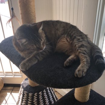 The Dancing Cat - Afternoon cat nap - Pet Adoption Near Me - San Jose, California The Dancing Cat - Afternoon cat nap - Pet Adoption Near Me - San Jose, California