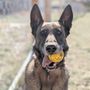 Photo of Fusion Dog Training