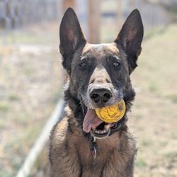 Fusion Dog Training - Gitmo the space needing Belgian Malinois