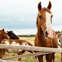 Potomac Riverside Stables - Potomac Riverside Farm