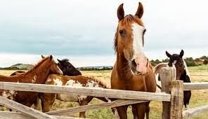 Potomac Riverside Stables - equestrian in Dickerson, MD