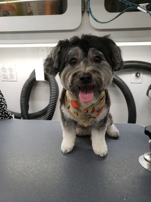 classy canines mobile grooming