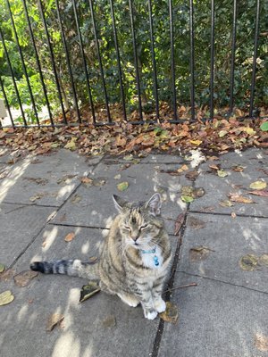 Portobello Road Market by null