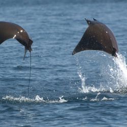 Dolphin Cove Marina