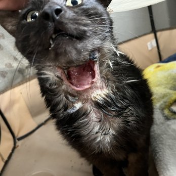 Banfield Pet Hospital - After they cleaned it!!!! - Veterinarians Near Me - Apple Valley, California