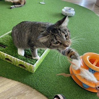 Cattyshack Cat Cafe - Themed Cafes Near Me - Fort Myers, Florida Cattyshack Cat Cafe - Themed Cafes Near Me - Fort Myers, Florida