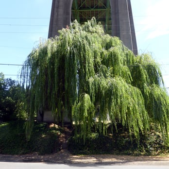 Cathedral Park - Large willow tree growing underneath the bridge. - Parks Near Me - Portland, Oregon Cathedral Park - Large willow tree growing underneath the bridge. - Parks Near Me - Portland, Oregon