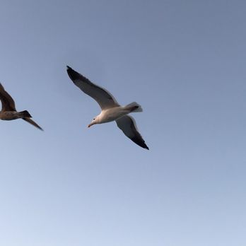 Harbor Breeze Cruises - Soaring buddies during the ride. - Whale Watching Tours Near Me - San Pedro, California