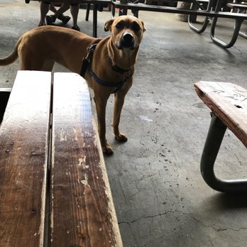 Lucky Labrador Brewing Co - Cako Approves! - Brewpubs Near Me - Portland, Oregon Lucky Labrador Brewing Co - Cako Approves! - Brewpubs Near Me - Portland, Oregon