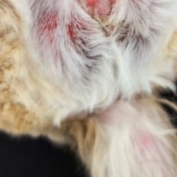 Happy Pets Grooming Spa
