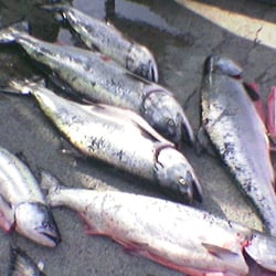 The Fish Peddler and RumbleFish - Awesome Fresh Catch rom RumbleFish Charter!