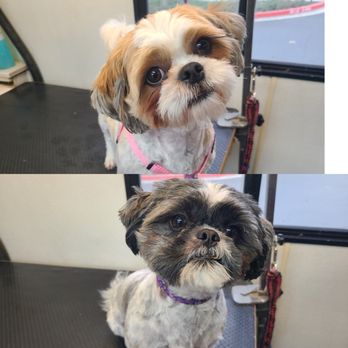 Custom K9's Mobile Grooming - Pet Groomers Near Me - Lathrop, California