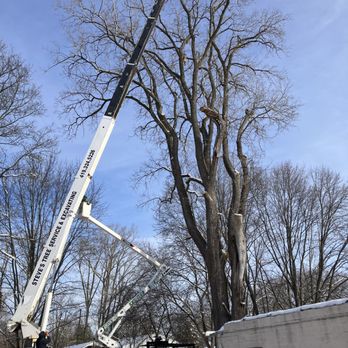 Steve's Tree Services - Large cottonwood removal - Tree Services Near Me Steve's Tree Services - Large cottonwood removal - Tree Services Near Me
