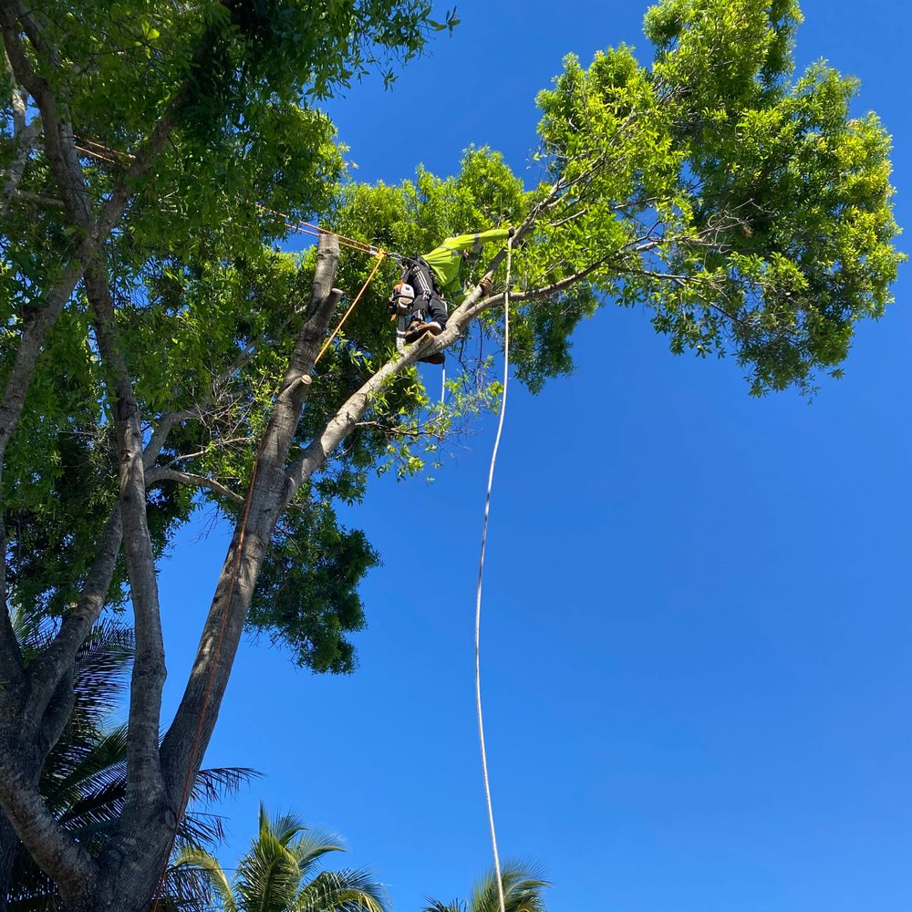 Affordable Tree Service Inc. - Tree Service Miami - tree service in Miami, FL