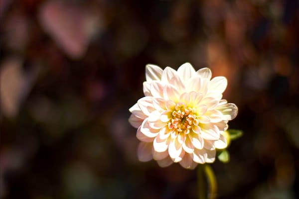 C & S Nursery by null