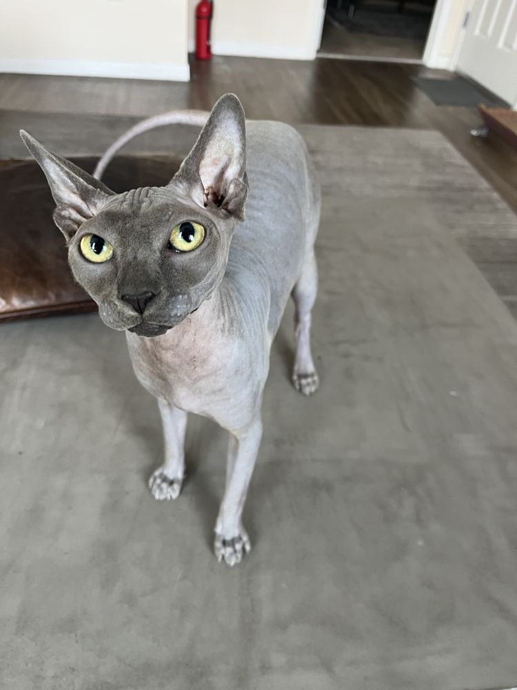Petly Club - pet boarding facility in Henderson, NV