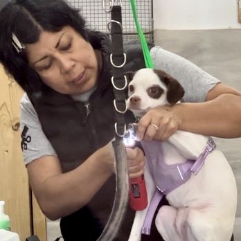 Doggie Dos  - Dolci gettin her nails trimmed by Nora - Pet Groomers Near Me - La Mesa, California