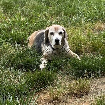Greenbrier Veterinary Clinic - Toby after getting the best care at Greenbrier Veterinary! - Veterinarians Near Me - Bel Air, Maryland Greenbrier Veterinary Clinic - Toby after getting the best care at Greenbrier Veterinary! - Veterinarians Near Me - Bel Air, Maryland