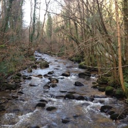Knocksink Wood