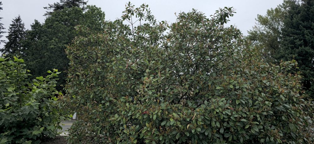 Tree Doctor 911 - tree service in Albuquerque, NM