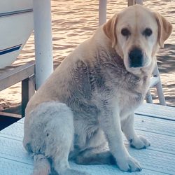MVP Grooming - Dirty Girl