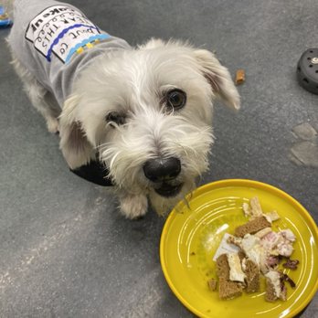 Jackboy's Dog Bakery - Molly's friend, Finley loved the birthday cake! - Pet Stores Near Me - Anaheim, California Jackboy's Dog Bakery - Molly's friend, Finley loved the birthday cake! - Pet Stores Near Me - Anaheim, California