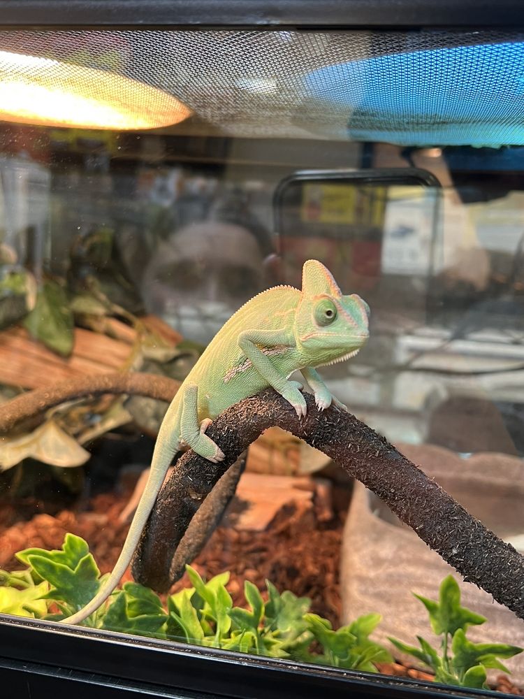 CAROUSEL PETS Updated October 2024 20 Reviews 2550 E Morris Blvd