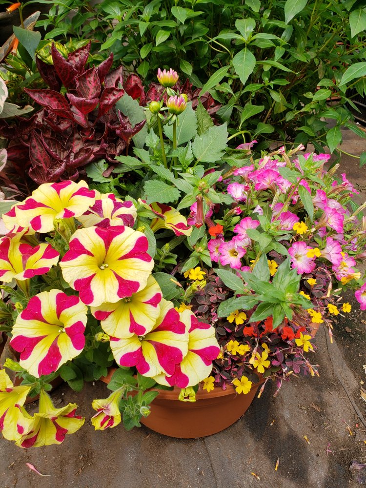 ERICKSON’S GREENHOUSE Updated October 2024 1004 SE 13th St, Brainerd, Minnesota Nurseries