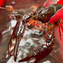 Louisiana Crawfish & Seafood