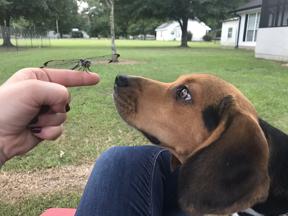 INNATE DOG TRAINING 113 Photos & 53 Reviews Las Vegas, NV Yelp