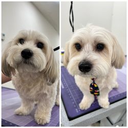 BubbLA Pet Salon - Before and after