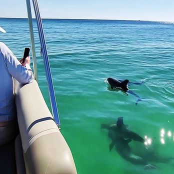 Visit Shell Island - Best dolphin tours in nearby area - Tours Near Me - Panama City Beach, Florida Visit Shell Island - Best dolphin tours in nearby area - Tours Near Me - Panama City Beach, Florida