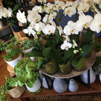 Divine Flowers - Phalaenopsis Orchids are one of our fav's. These long lasting beauties make a thoughtful bereavement gift as they need very little care. - Florists Near Me - Brisbane, QLD