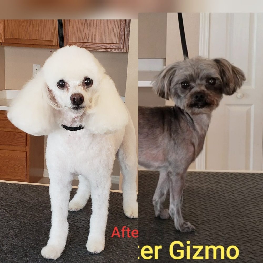 JACKIE’S GROOMING Updated August 2024 33 Photos Wesley Chapel