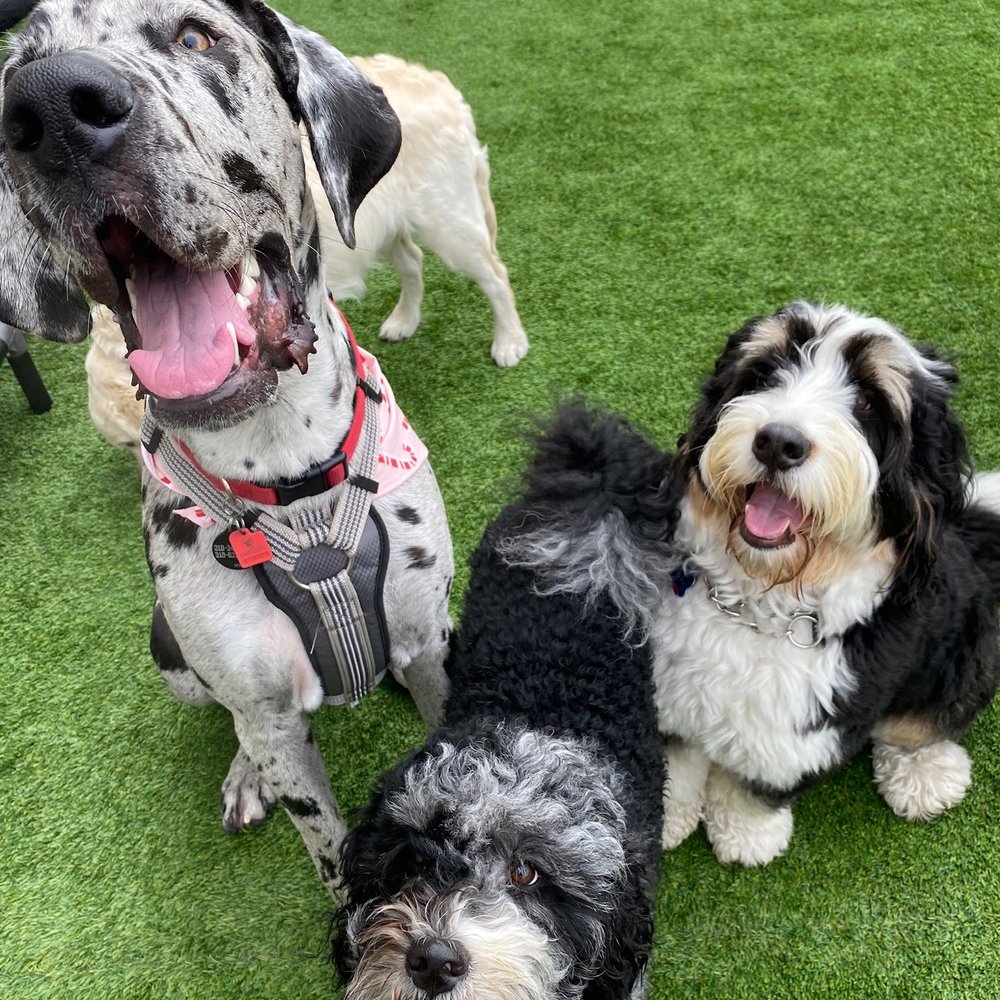 A Bark Idea - Pet Training Near Me - Redondo Beach, California A Bark Idea - Pet Training Near Me - Redondo Beach, California