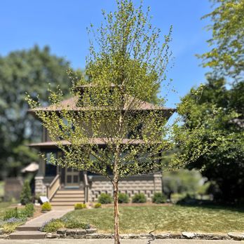 iTrees - River Birch on the parkway. - Nurseries & Gardening Near Me - Mazon, Illinois