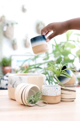 The ZEN Succulent by null