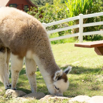 Canzelle Alpacas by null