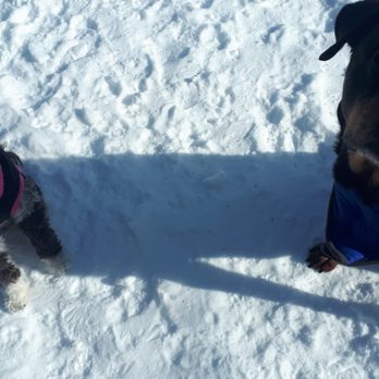 My Obedient Dog - Pet Training Near Me - Richmond Hill, Ontario