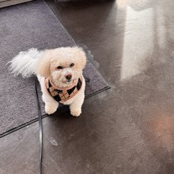 VCA Canada Vancouver Animal Wellness Hospital - Lexi waiting for his treat at his vet