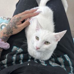 Cat Nap Hangout - Kitten from the kitten room