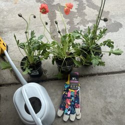 Lowe's Home Improvement - Nice selection of garden gloves & potted flowers