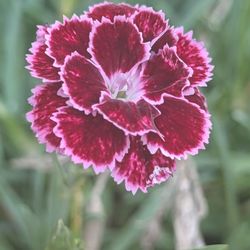 Another beautiful plant